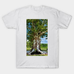 White Bark Tree T-Shirt